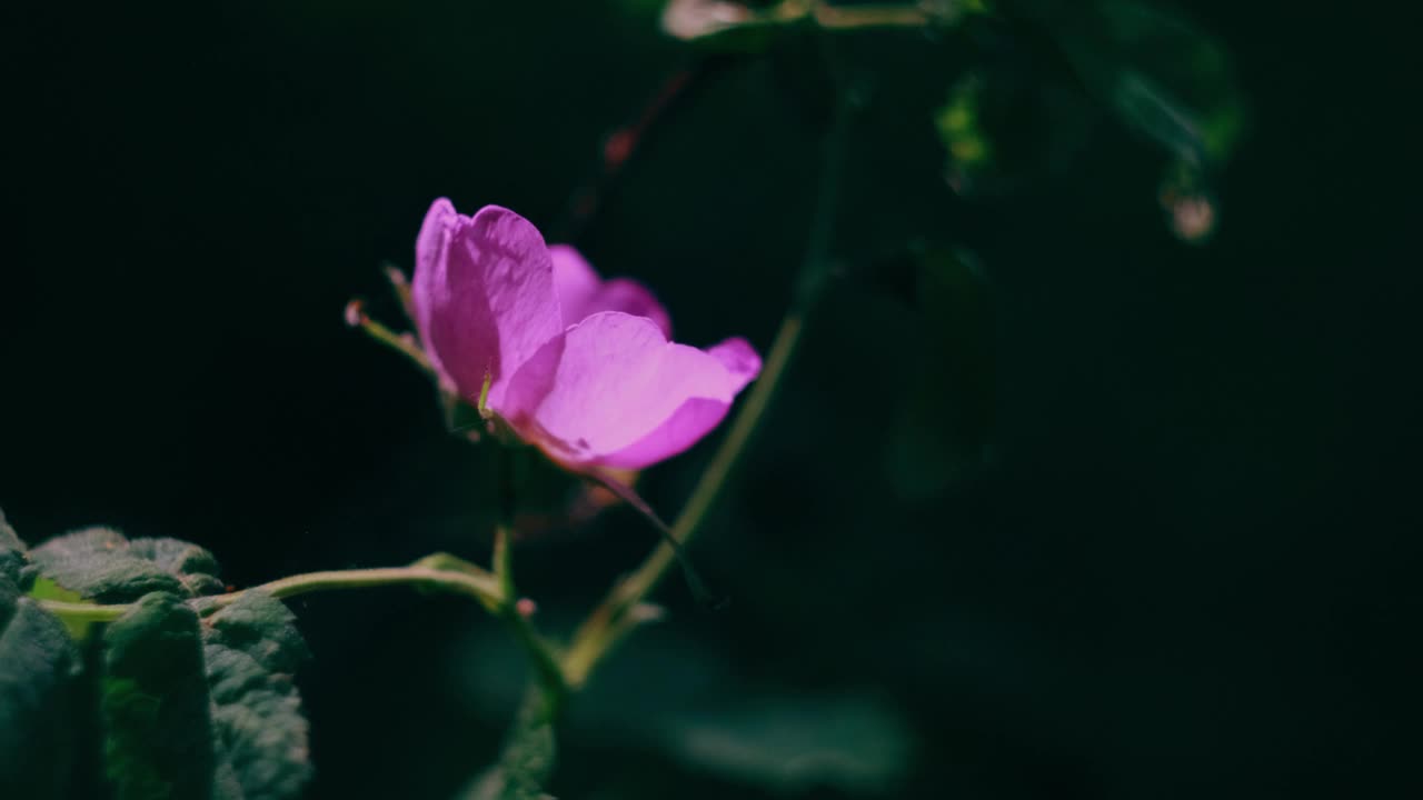 森林里的玫瑰果特写镜头。明亮的阳光。视频下载