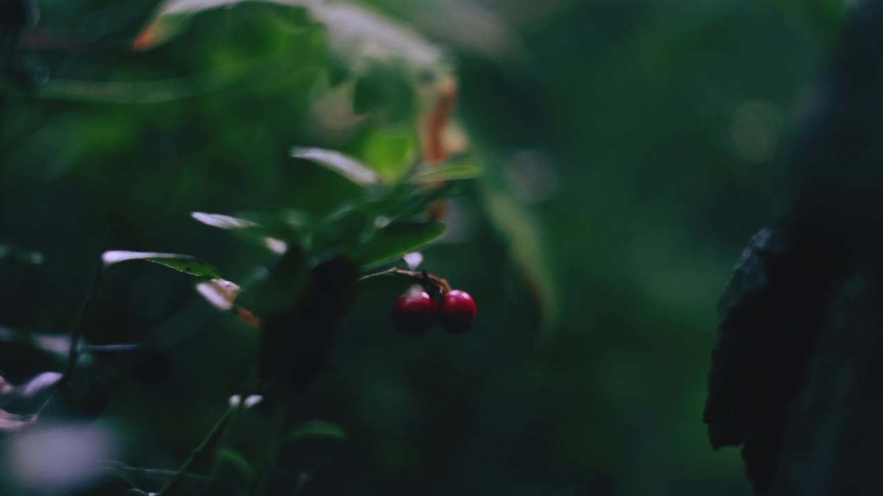 森林里的越橘特写镜头。明亮的阳光。视频素材