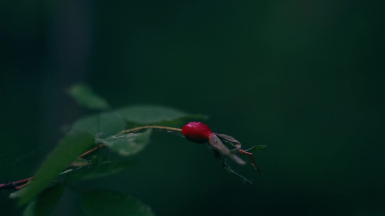 森林里的玫瑰果特写镜头。视频素材