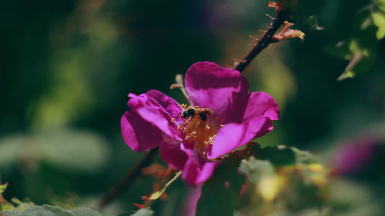 森林里的玫瑰果特写镜头。明亮的阳光。视频素材