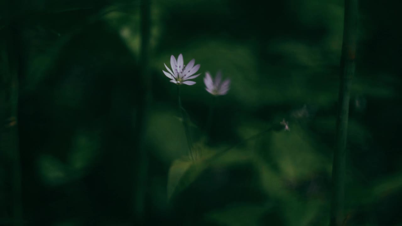 森林里的草特写。明亮的阳光。视频素材