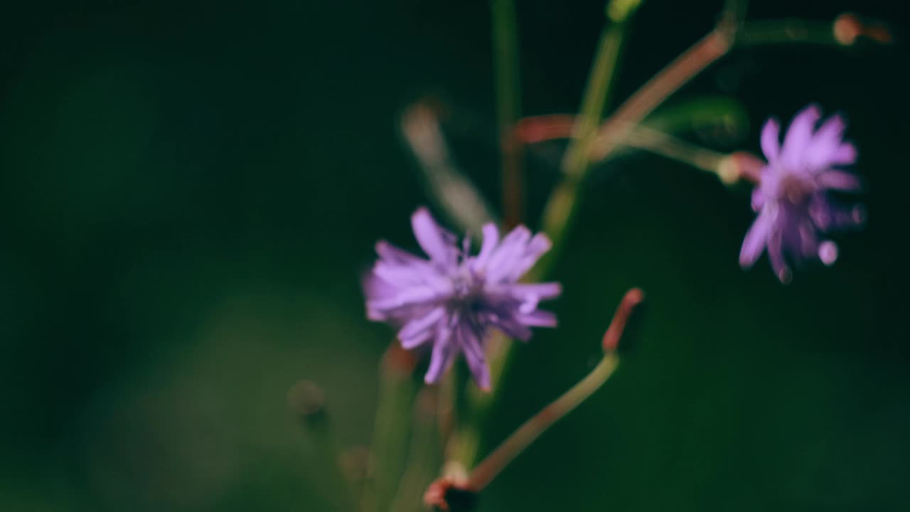 森林里的矢车菊花特写镜头。明亮的阳光。视频素材