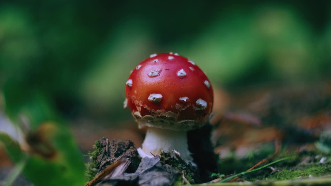 小鹅膏菌在森林中的特写镜头。明亮的阳光。视频下载