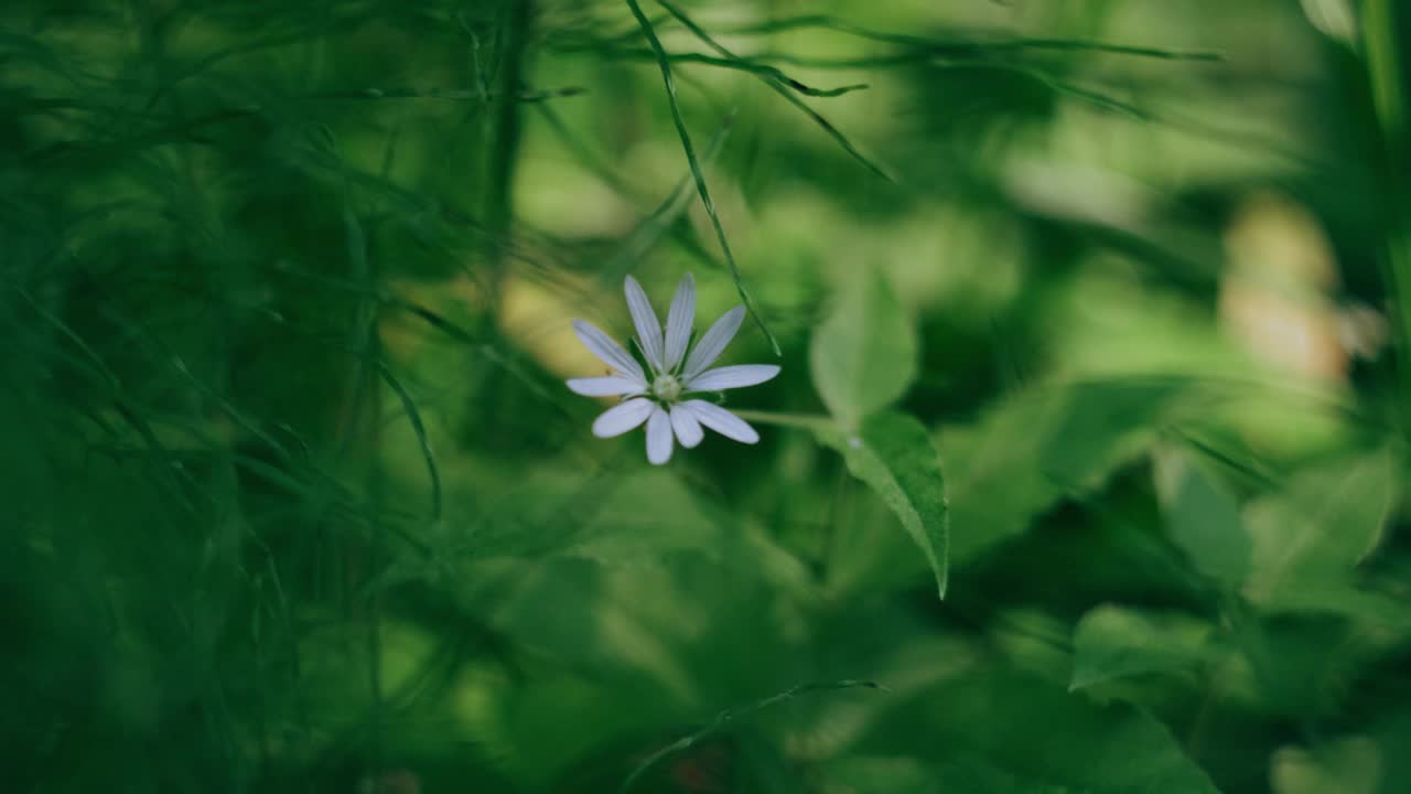 森林里的草特写。明亮的阳光。视频下载