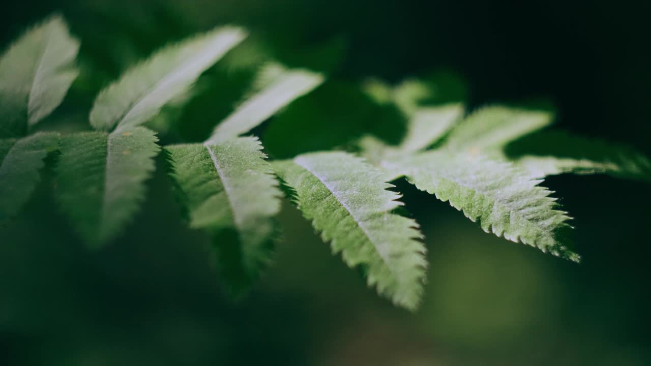 森林里的草特写。明亮的阳光。视频素材