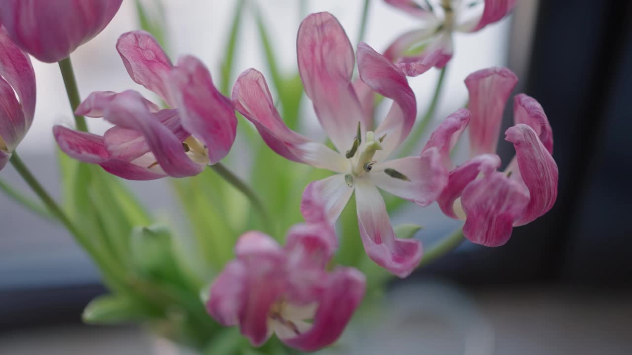 褪色的粉红色郁金香花束视频素材