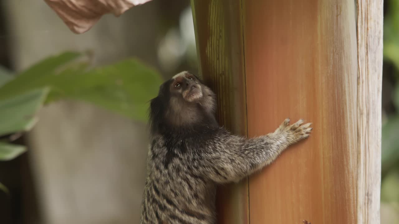 猴猴在香蕉树上视频下载