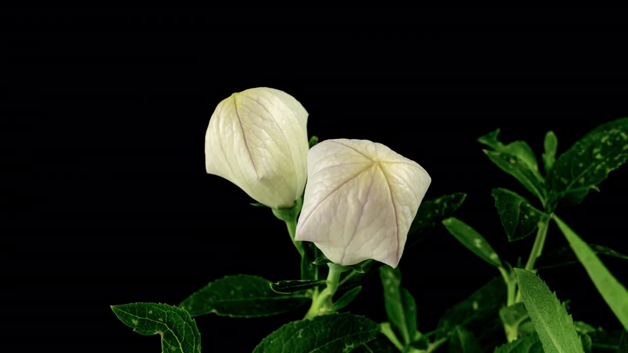 白色桔梗花开放在时间流逝在一个黑色背景。风铃草属植物发芽生长视频素材