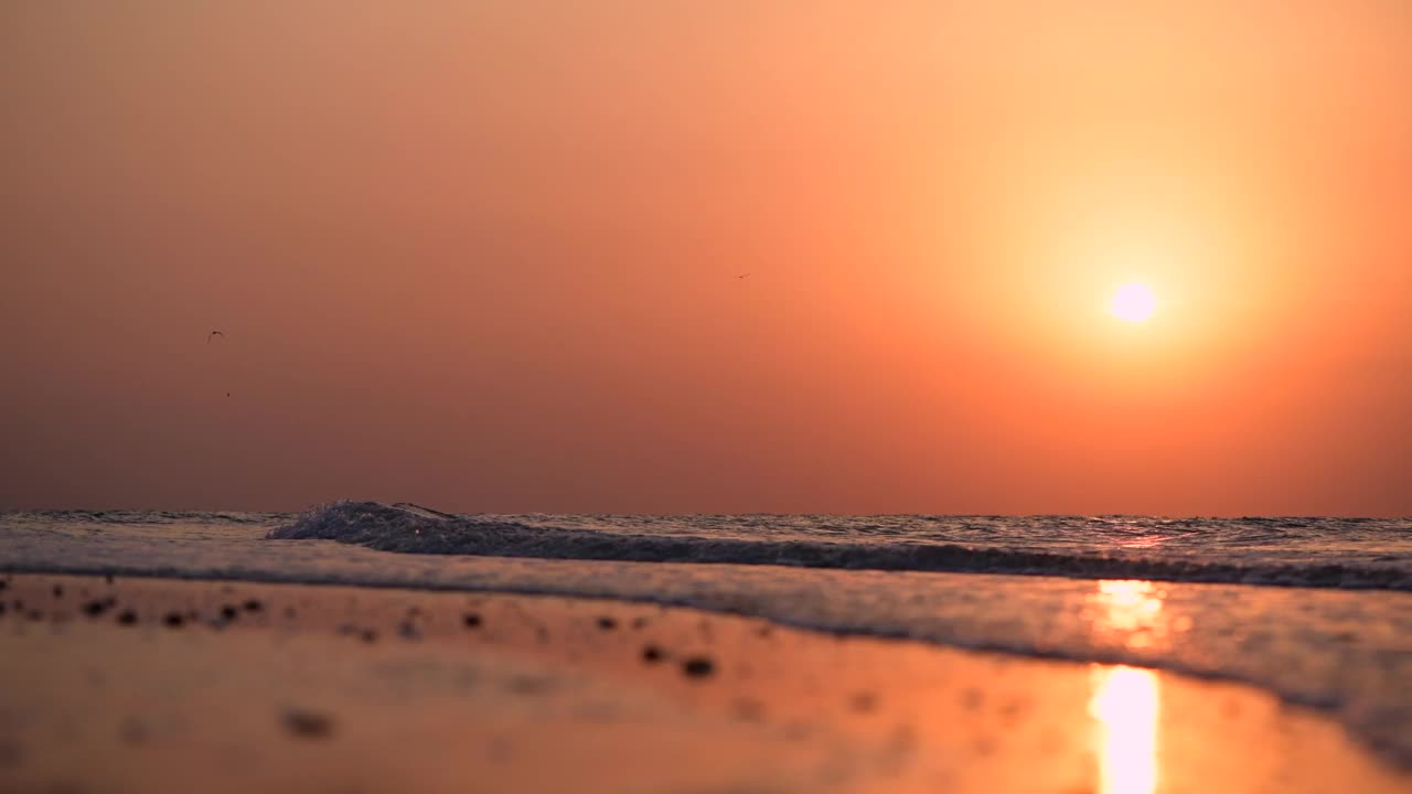 夕阳西下，海鸥在水中漫步视频素材