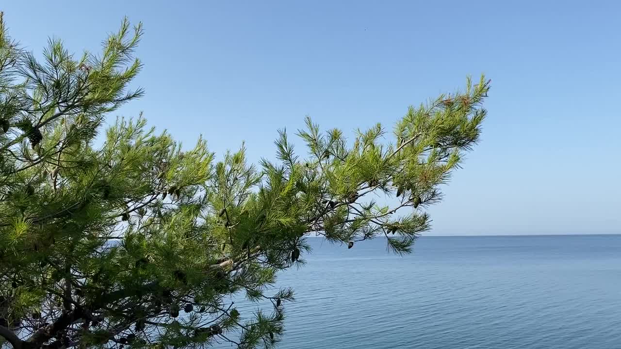 松枝越过平静湛蓝的大海和晴朗的天空。大海平静，海水碧蓝。密密麻麻的针叶树对着平静的海水。田园诗般的夏天海景。视频素材