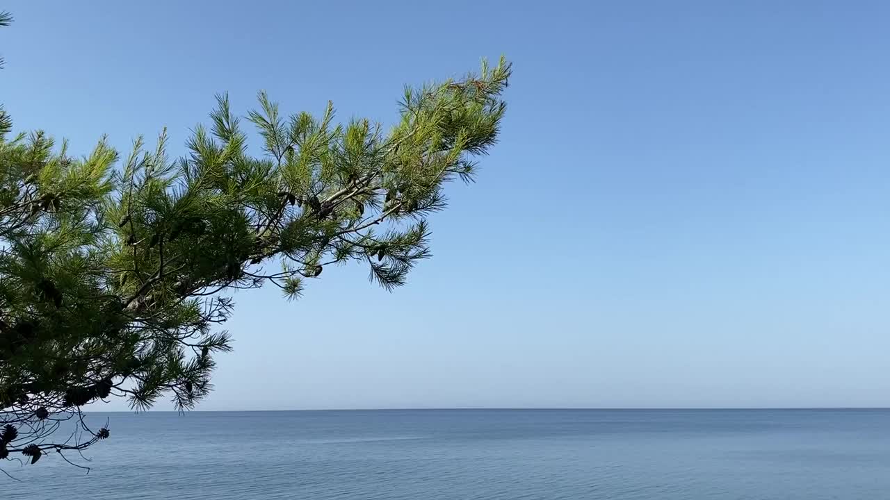 苍翠的松树枝头，碧海蓝天。大海平静，海水碧蓝。密密麻麻的针叶树对着平静的海水。田园诗般的夏天海景。视频素材