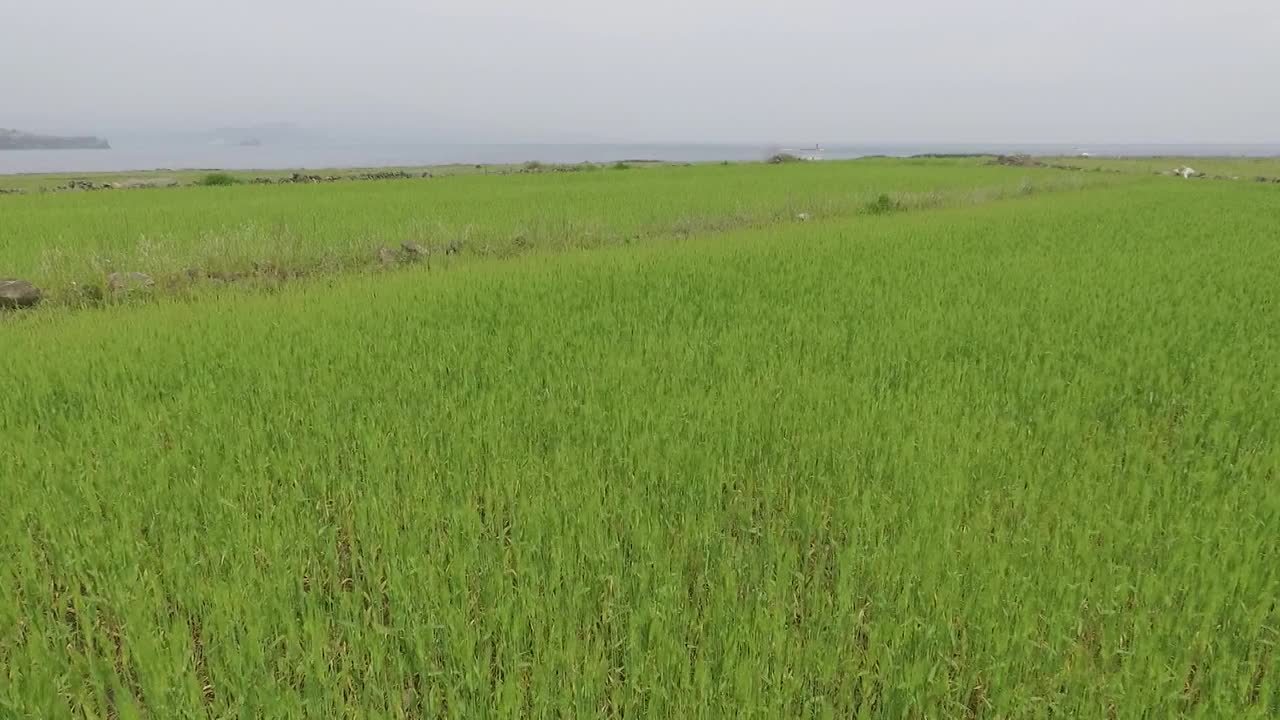 韩国济州岛西归浦加坡岛青稞田视频素材