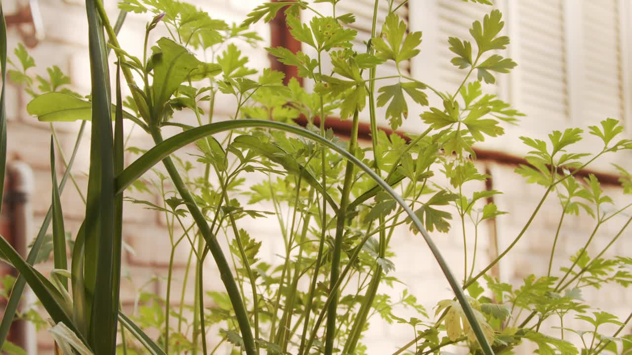 香菜植物视频下载