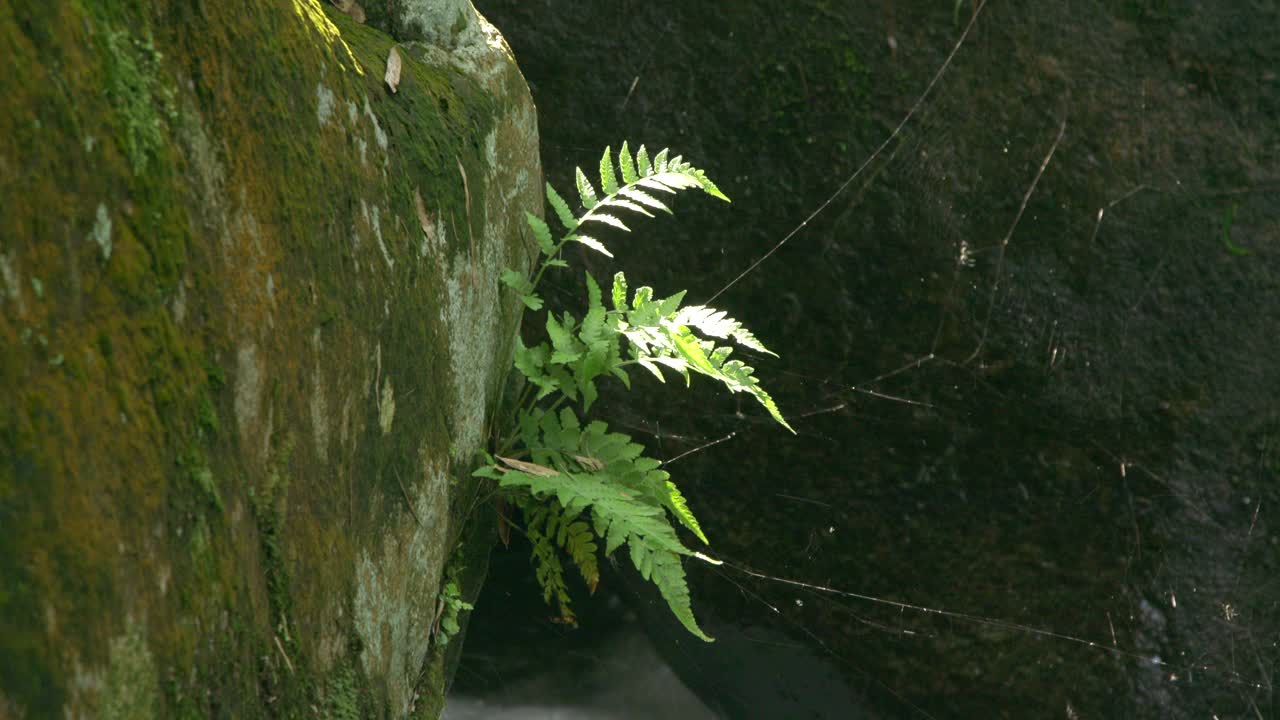 夏天的小溪，石头和蕨类植物视频素材