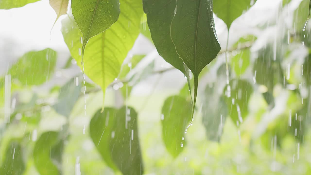 在雨天的绿色树叶上流淌的水滴与明亮的背景，绿色自然的生态理念视频素材