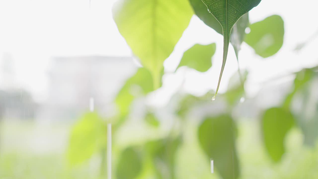 在雨天的绿色树叶上流淌的水滴与明亮的背景，绿色自然的生态理念视频素材