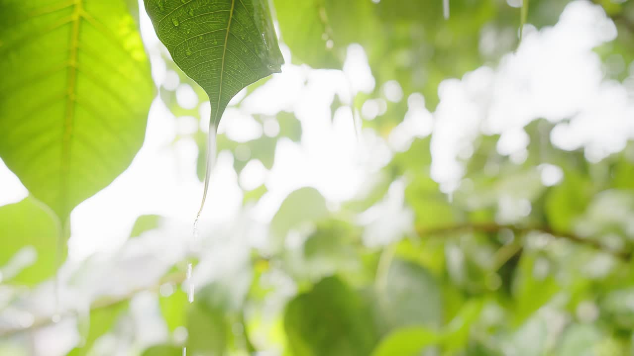 在雨天的绿色树叶上流淌的水滴与明亮的背景，绿色自然的生态理念视频素材