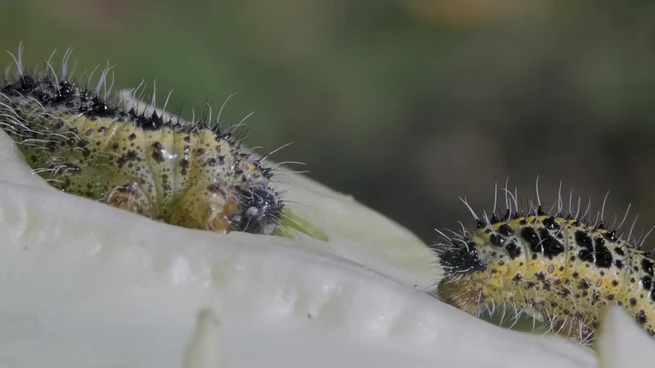 毛虫白菜宏观视频素材