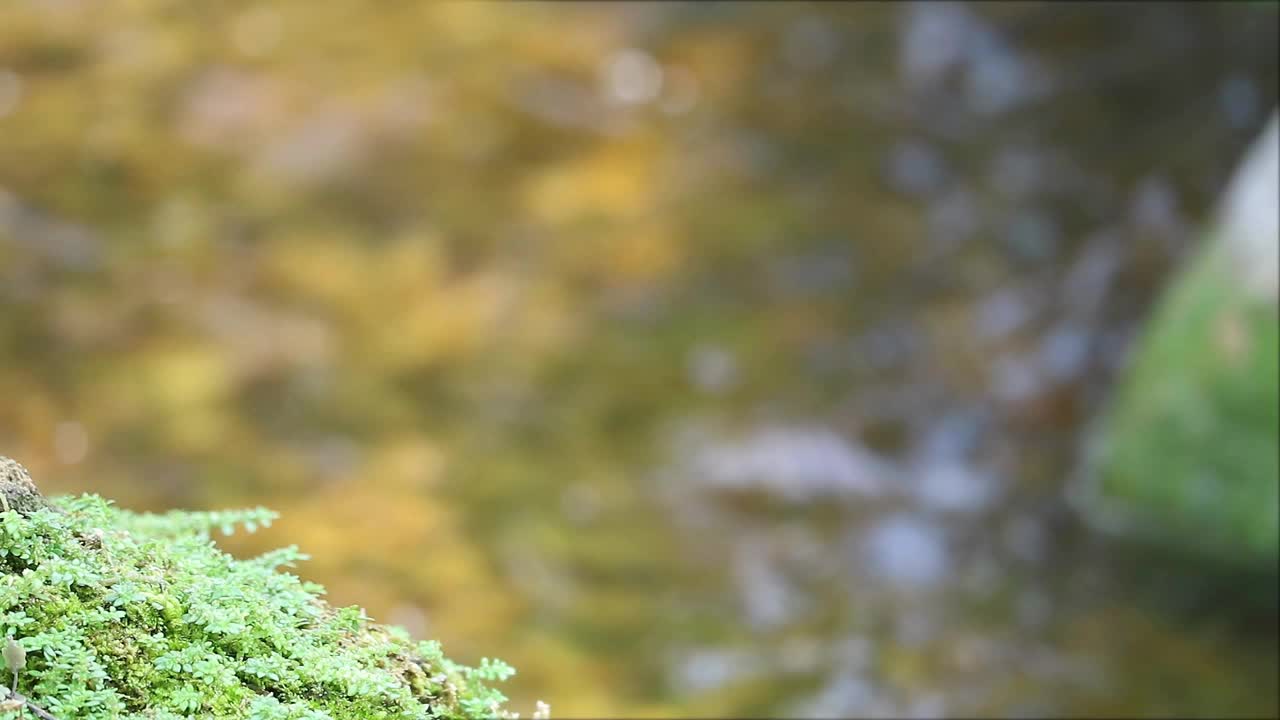 石头和小溪上长着青苔的绿色植物视频素材