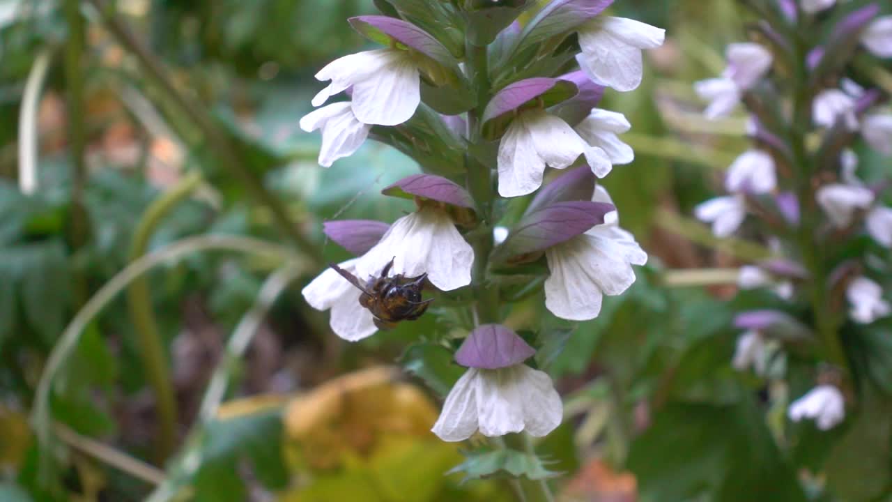 蜜蜂在棘果植物上花慢动作视频素材