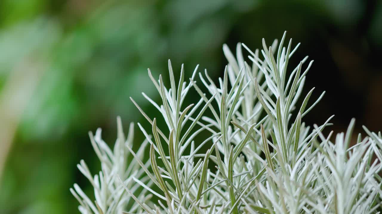 新鲜的迷迭香植物生长在户外。迷迭香叶子特写。视频素材