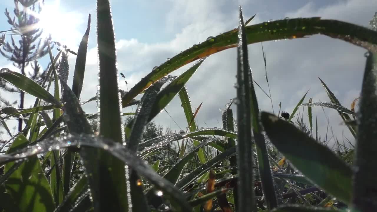 夏草上的晨露在阳光的照耀下闪闪发光。在一年的夏天和秋天，观察露珠落在地球表面的情况是最常见的。视频素材