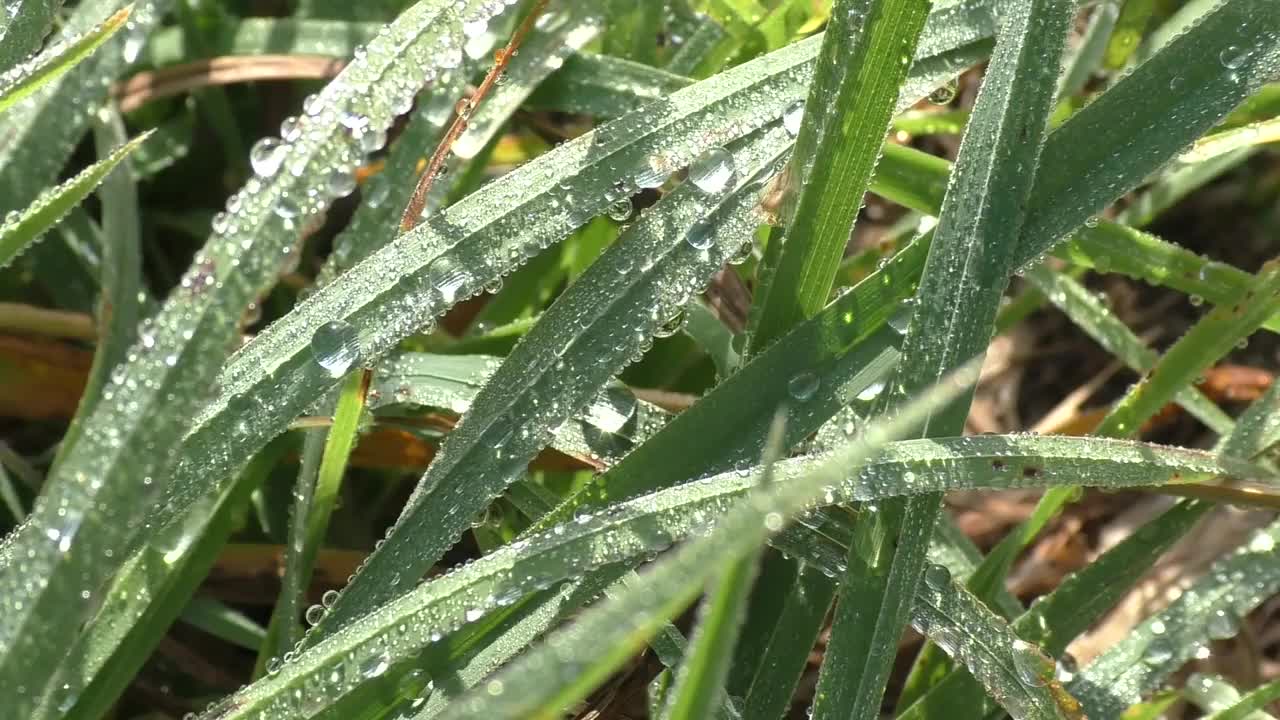 夏草上的晨露在阳光的照耀下闪闪发光。在一年的夏天和秋天，观察露珠落在地球表面的情况是最常见的。视频素材