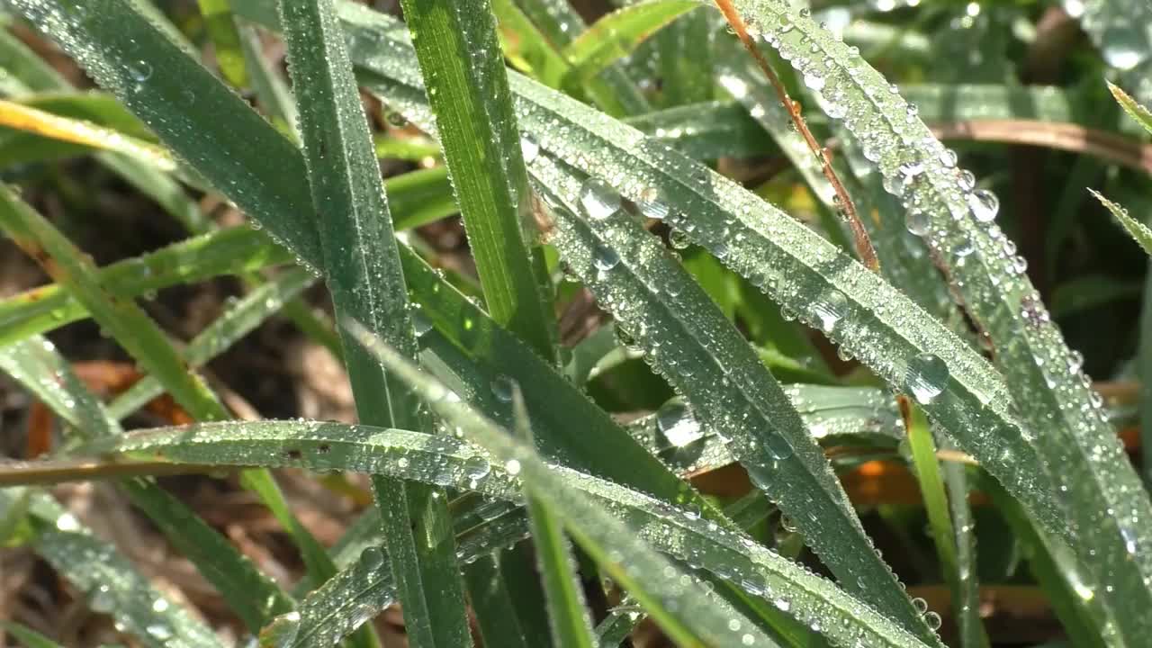 夏草上的晨露在阳光的照耀下闪闪发光。在一年的夏天和秋天，观察露珠落在地球表面的情况是最常见的。视频素材