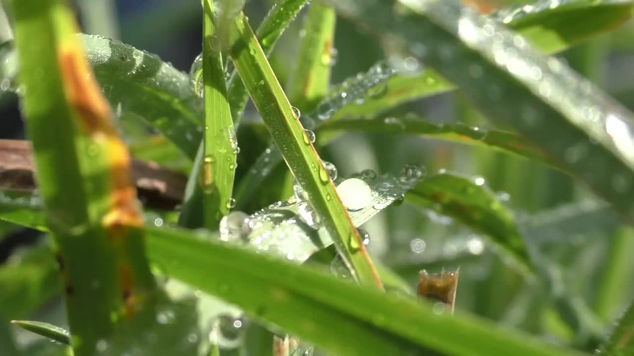 夏草上的晨露在阳光的照耀下闪闪发光。在一年的夏天和秋天，观察露珠落在地球表面的情况是最常见的。视频素材