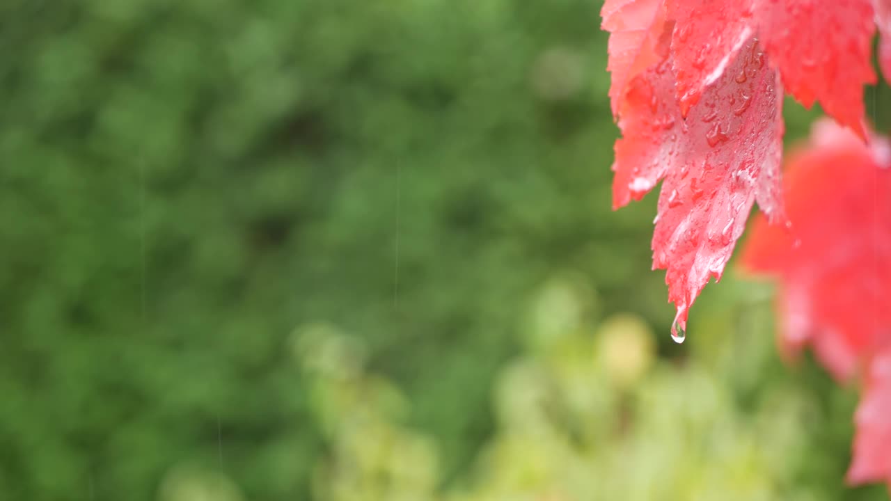 雨滴，红了枫叶的秋天。小水滴，湿润了森林里的落叶视频素材