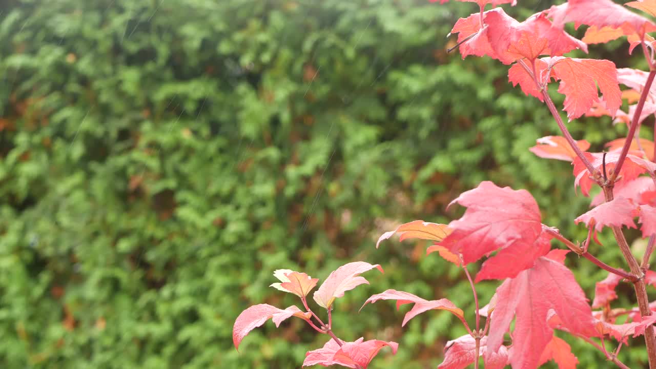 雨滴，红了枫叶的秋天。小水滴，湿润了森林里的落叶视频素材