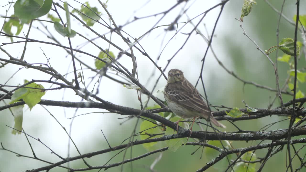 白桦树鹨(白花Anthus trivialis)春季鸣禽，白俄罗斯视频素材