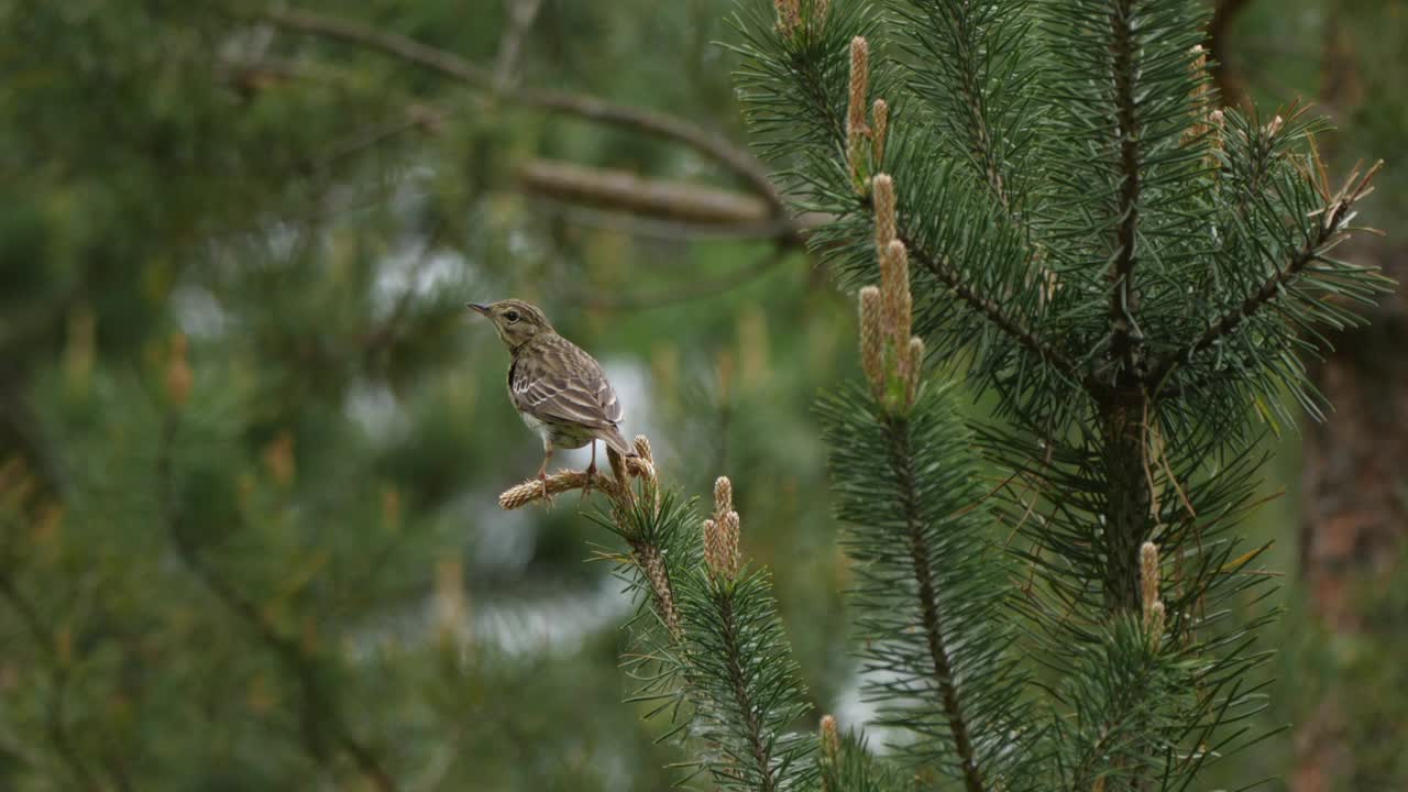 白桦树鹨(白花Anthus trivialis)春季鸣禽，白俄罗斯视频素材