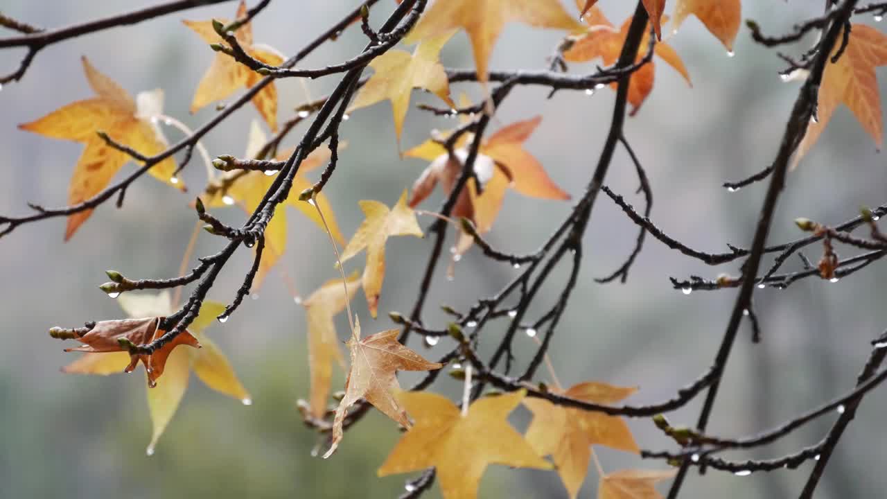 瓢泼大雨的雨滴，枯黄枫叶的秋天。倾盆大雨的水滴。视频素材