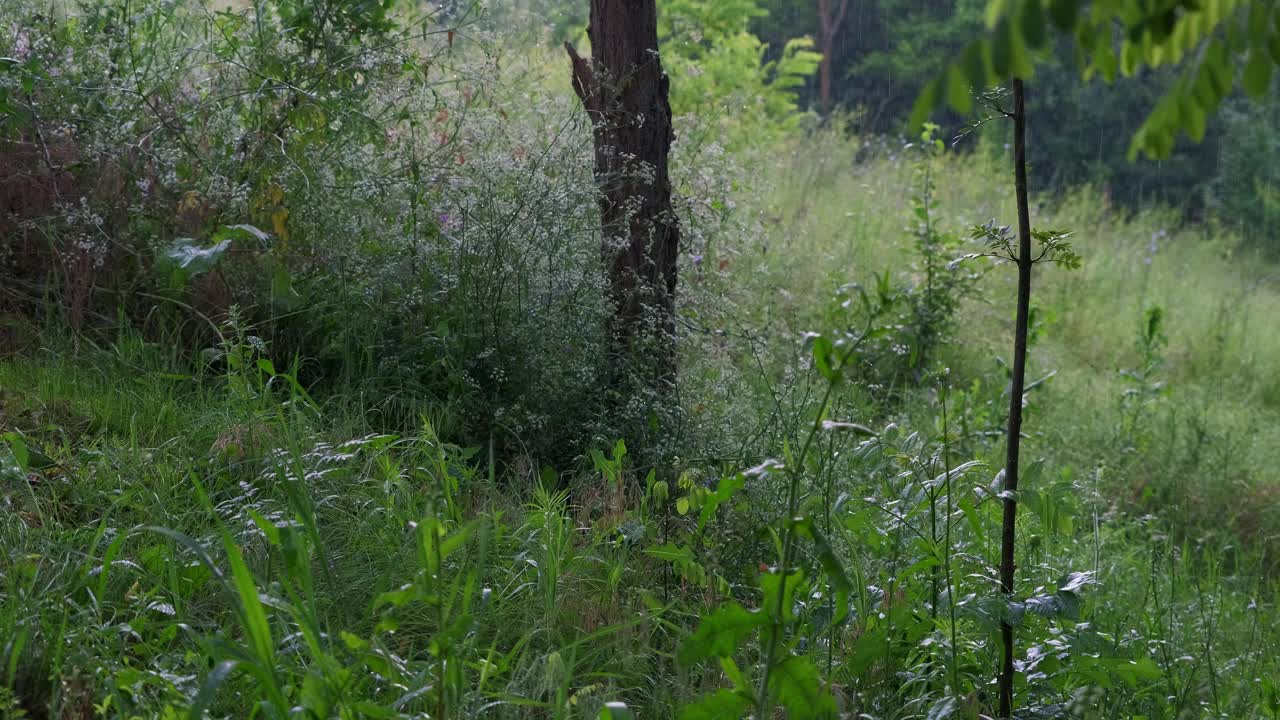 雨落在自然的绿色背景上视频素材