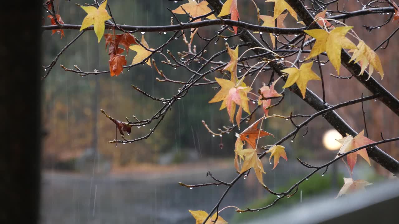 瓢泼大雨的雨滴，枯黄枫叶的秋天。倾盆大雨的水滴。视频素材