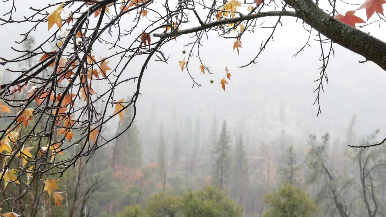 秋天的森林有雾，秋天的天气多雨的森林有雾。瓢泼大雨视频素材