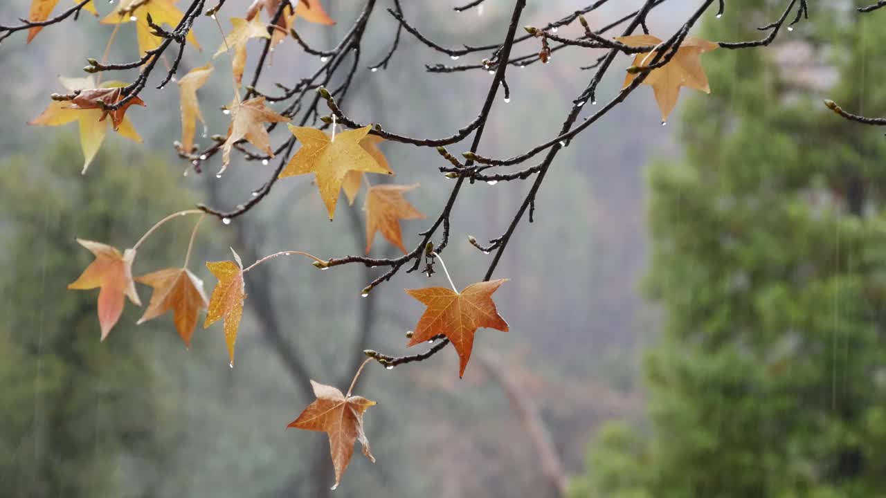 秋天的森林有雾，秋天的天气多雨的森林有雾。瓢泼大雨视频素材