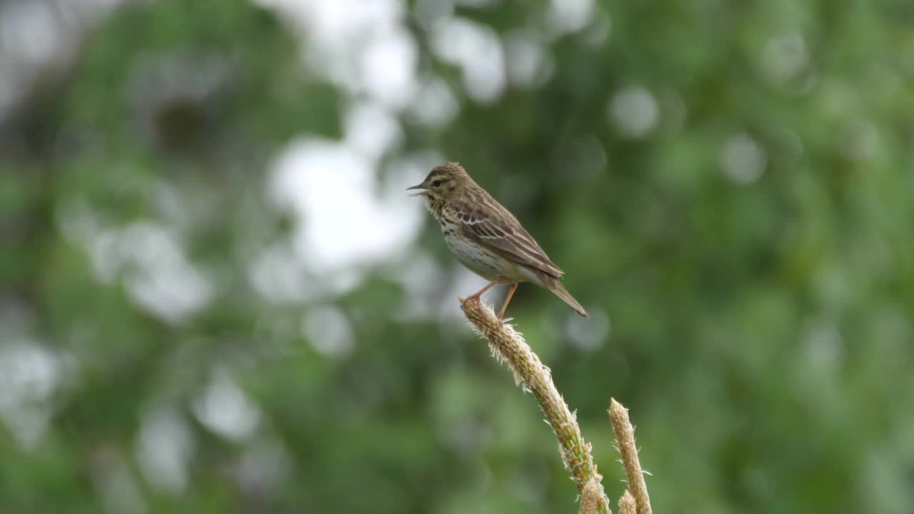 白桦树鹨(白花Anthus trivialis)春季鸣禽，白俄罗斯视频素材