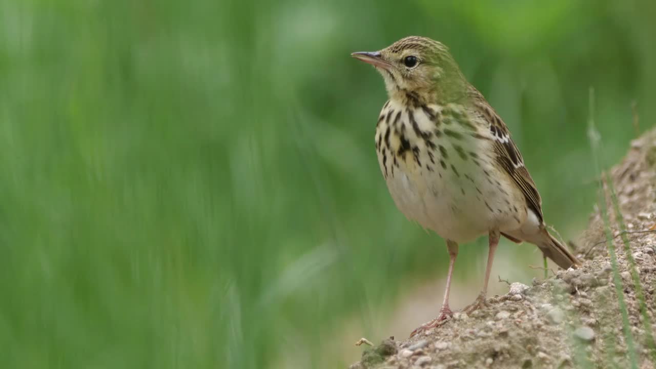 白桦树鹨(白花Anthus trivialis)春季鸣禽，白俄罗斯视频素材