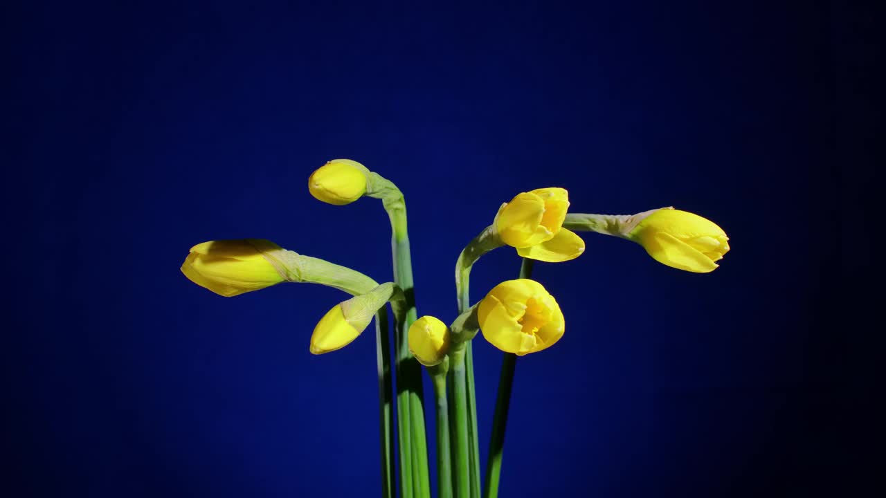 黄色的花朵在蓝色的背景上盛开视频素材