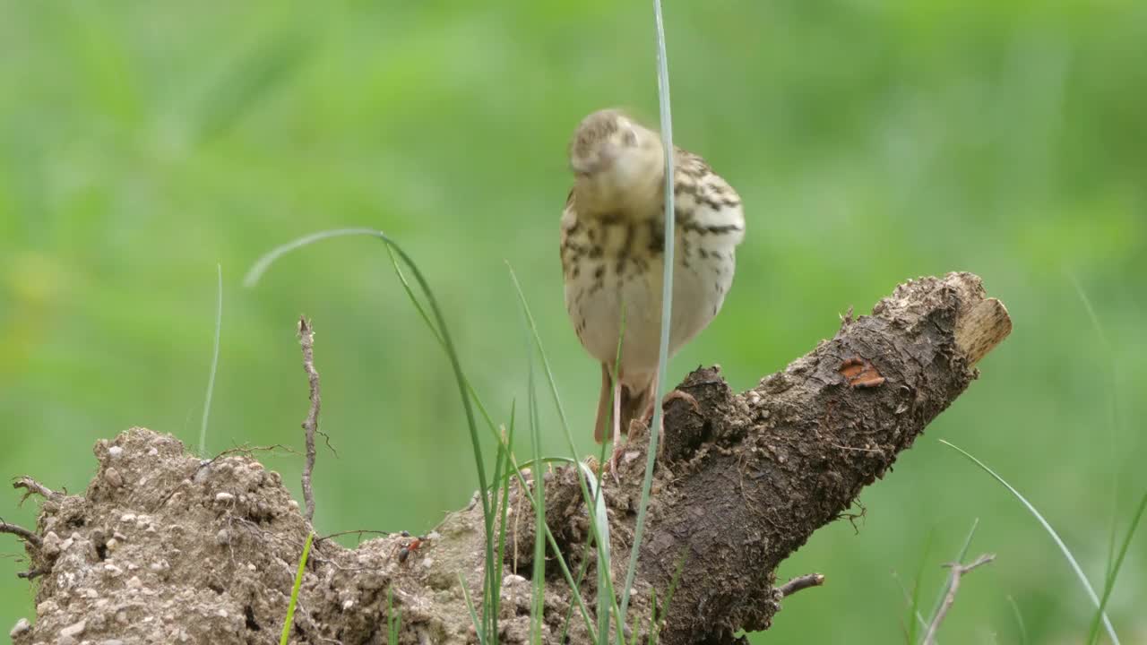 白桦树鹨(白花Anthus trivialis)春季鸣禽，白俄罗斯视频素材