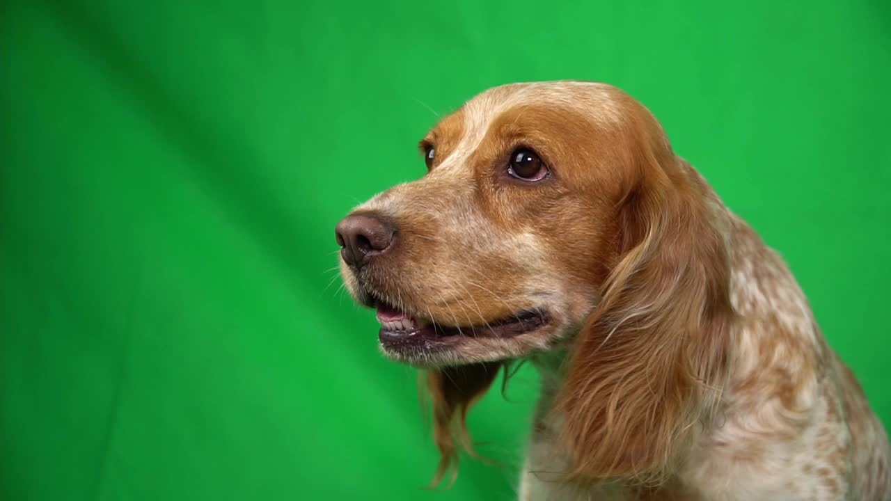 阿尔法频道的红色纯种西班牙猎犬正在打哈欠和离开视频素材