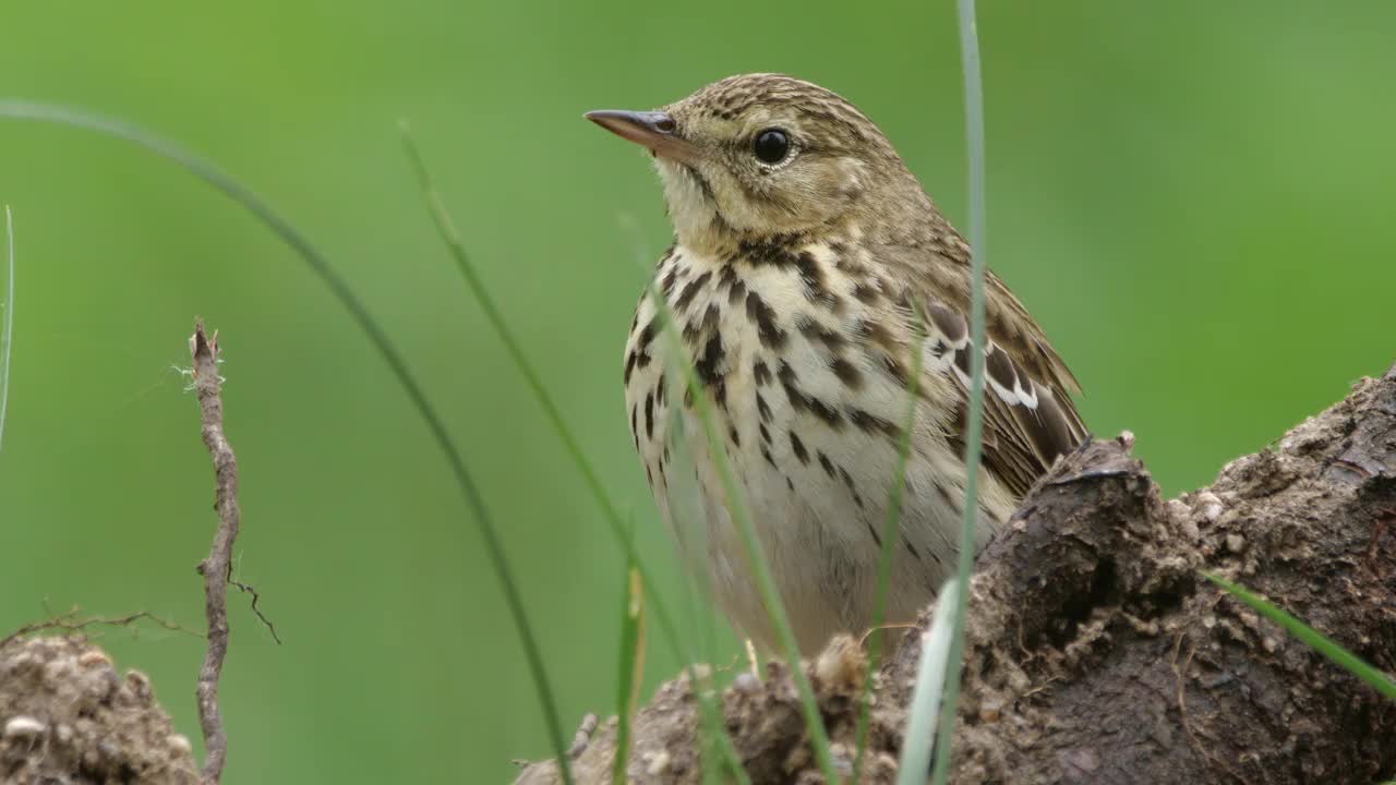 白桦树鹨(白花Anthus trivialis)春季鸣禽，白俄罗斯视频素材