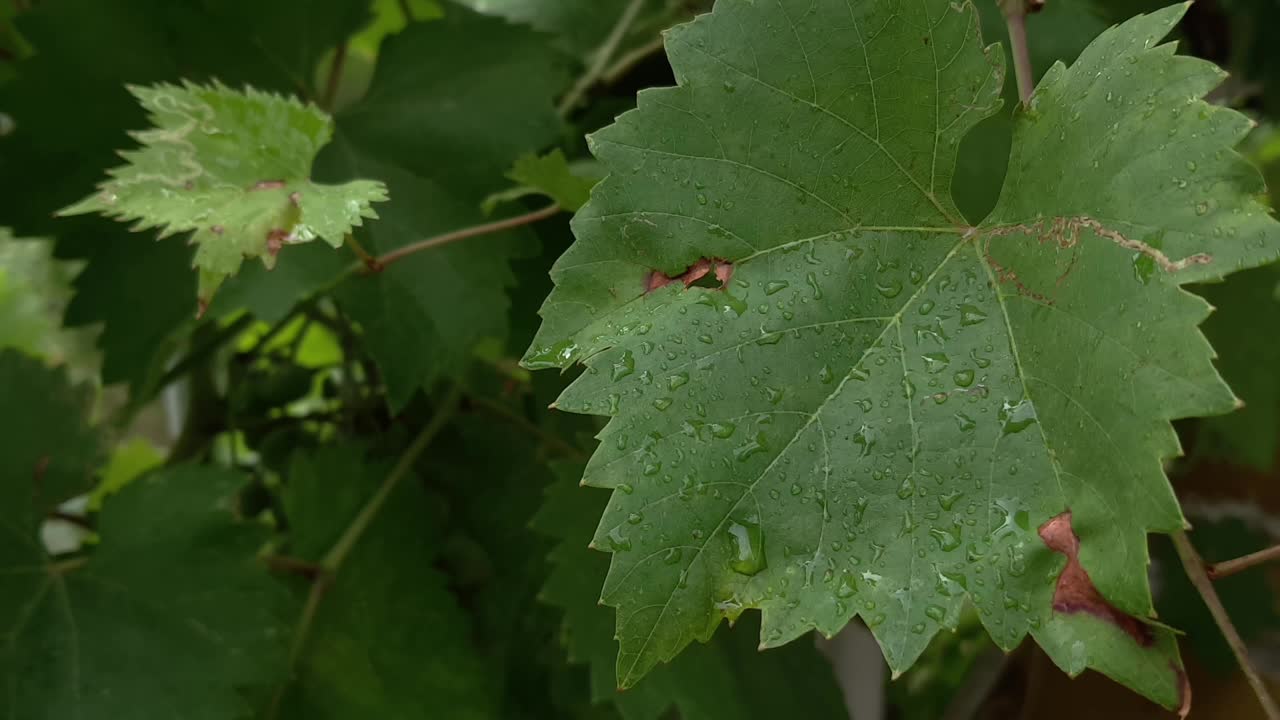 葡萄藤的叶子上挂着大雨滴，在风中摇摆视频素材