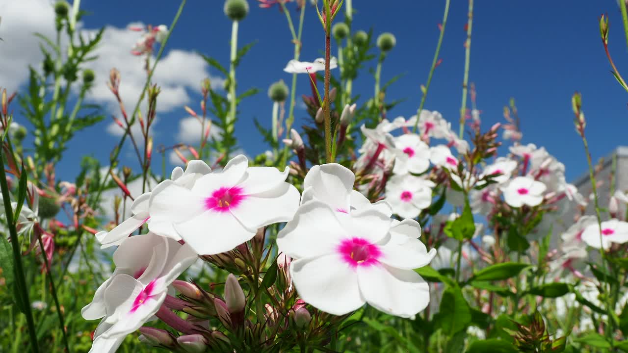 盛开的白色catharanthus。视频素材