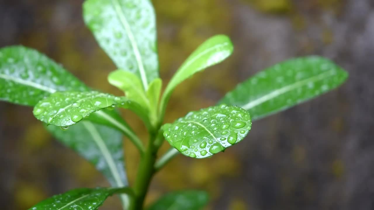 在雨中弄湿了绿叶视频素材