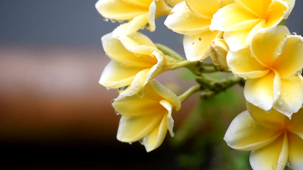 在潮湿的条件下，在下雨时，鸡蛋花的颜色是黄色的视频素材