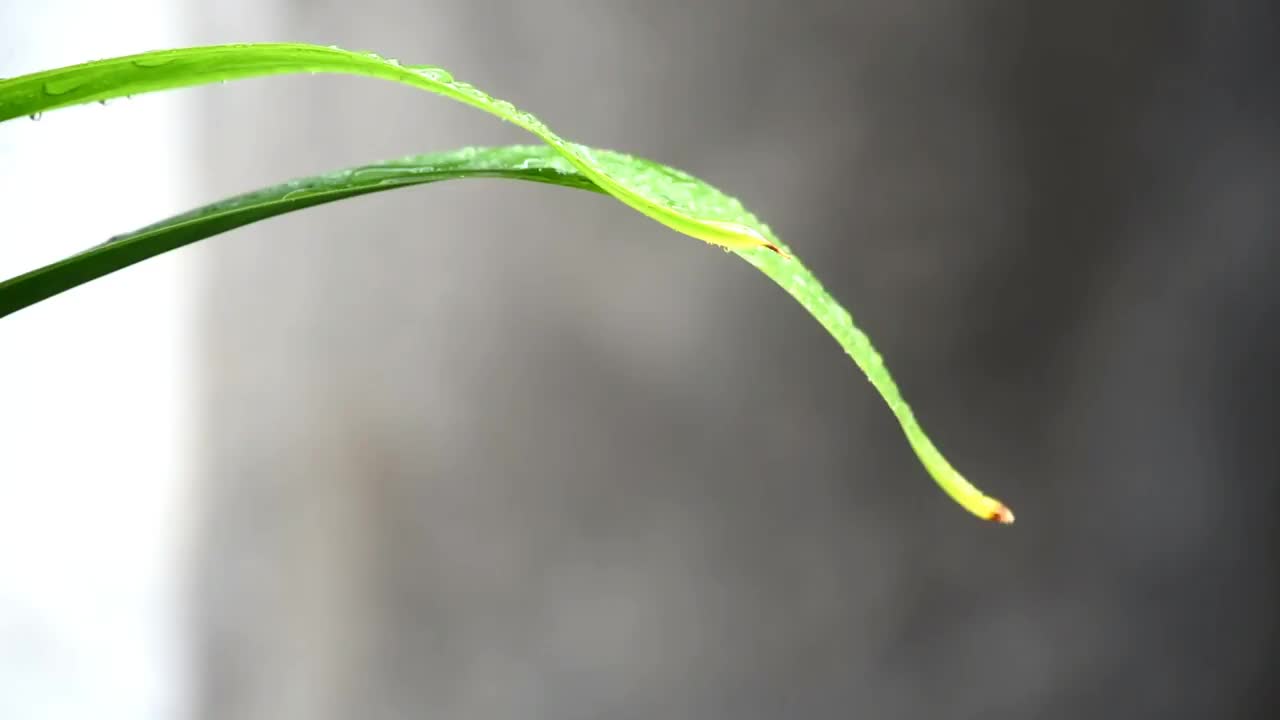 在雨中弄湿了绿叶视频素材