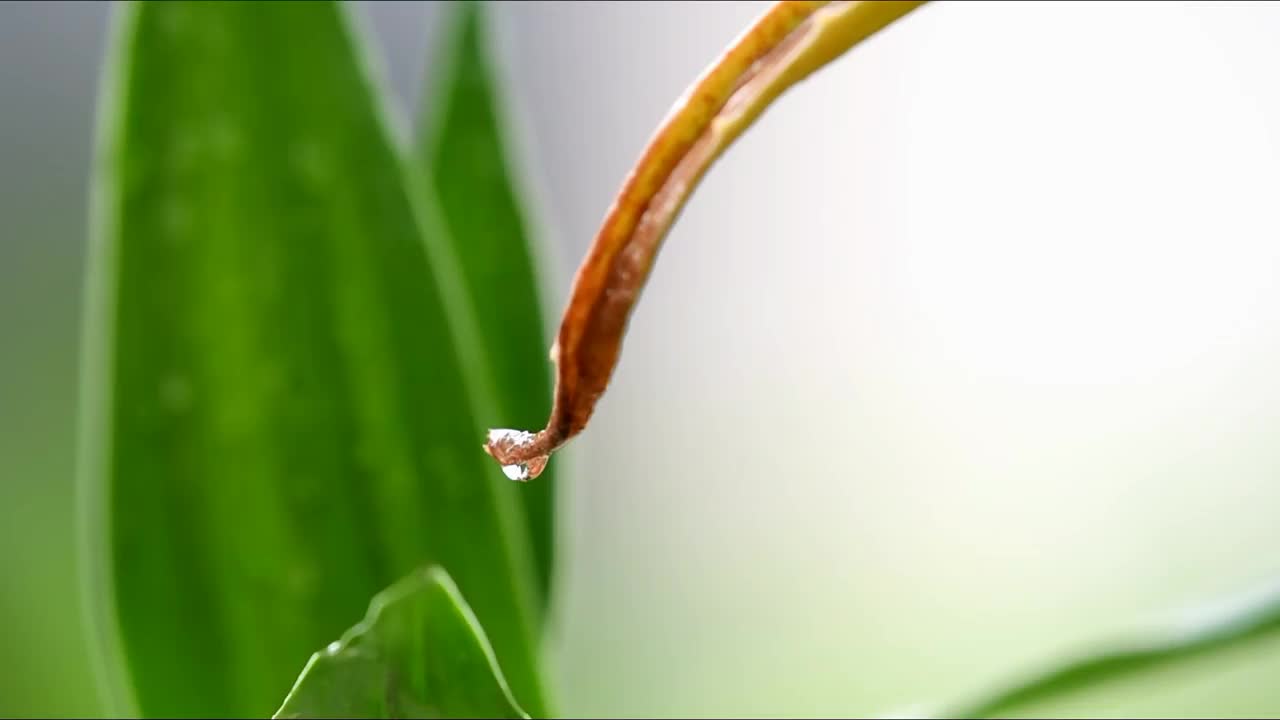 在雨中弄湿了绿叶视频素材